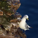 Ekker Island Arctic 別荘 Vadsø