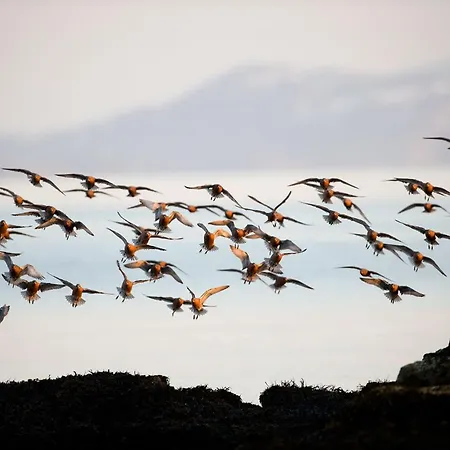 Vakantiehuis Ekker Island Arctic