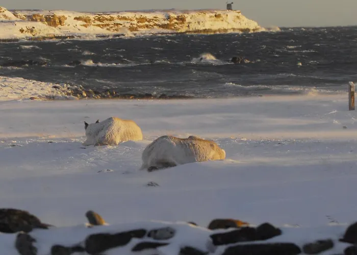 Nyaraló Ekker Island Arctic