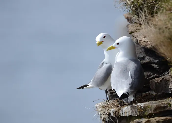 Ekker Island Arctic Ferienhaus *